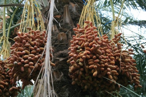 Exportation des dattes: appel à une augmentation des superficies des palmeraies