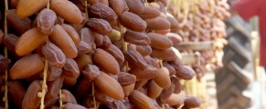 Des dattes Deglet Nour parmi les « Meilleurs produits bio » en 2016 en France
