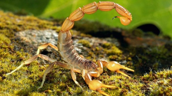 Plus de 43000 personnes piquées par des scorpions venimeux en 2016