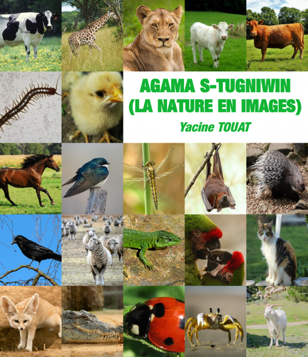 AGAMA S-TUGNIWIN (La nature en images), un livre pour enfants de Yacine Touat