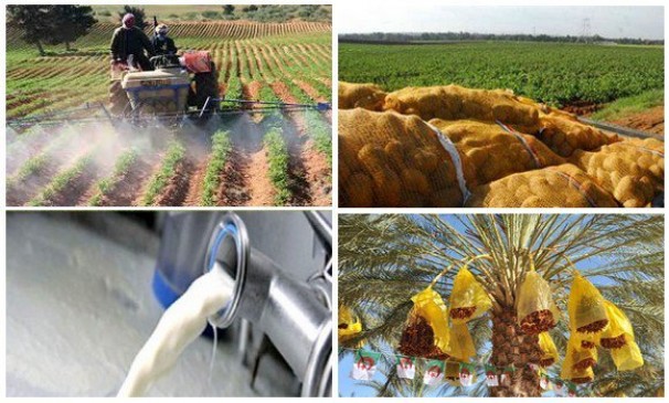 Agriculture: Plus de 70% de l’alimentation assurée par la production nationale