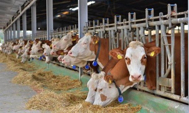 Laiterie Soummam: investissement de 2 milliards DA dans des fermes d’élevage de vaches laitières