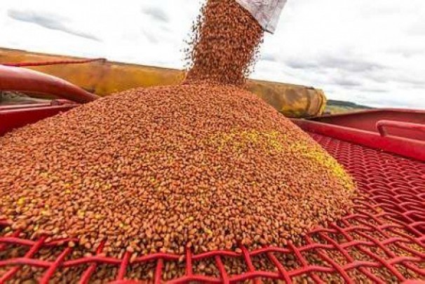 Les semences de blé et d’orge produites totalement en Algérie
