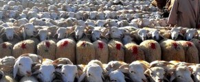 UNPA: l’Algérie, le seul pays maghrébin qui n’importe pas de moutons