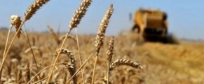 Un projet algéro-américain de céréaliculture entre en production