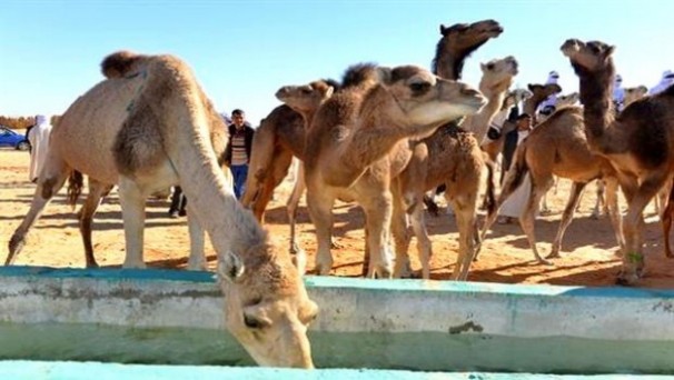 Ouargla: de grands efforts pour valoriser et préserver le cheptel camelin