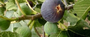 L’Algérie, troisième plus important producteur de figues fraîches au monde