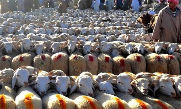 UNPA: l’Algérie, le seul pays maghrébin qui n’importe pas de moutons